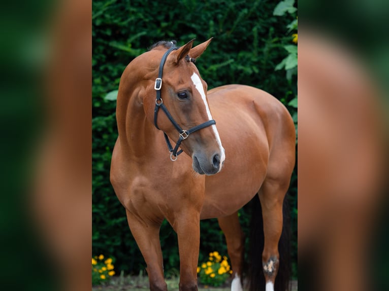 Koń oldenburski Klacz 15 lat 165 cm Gniada in Damme