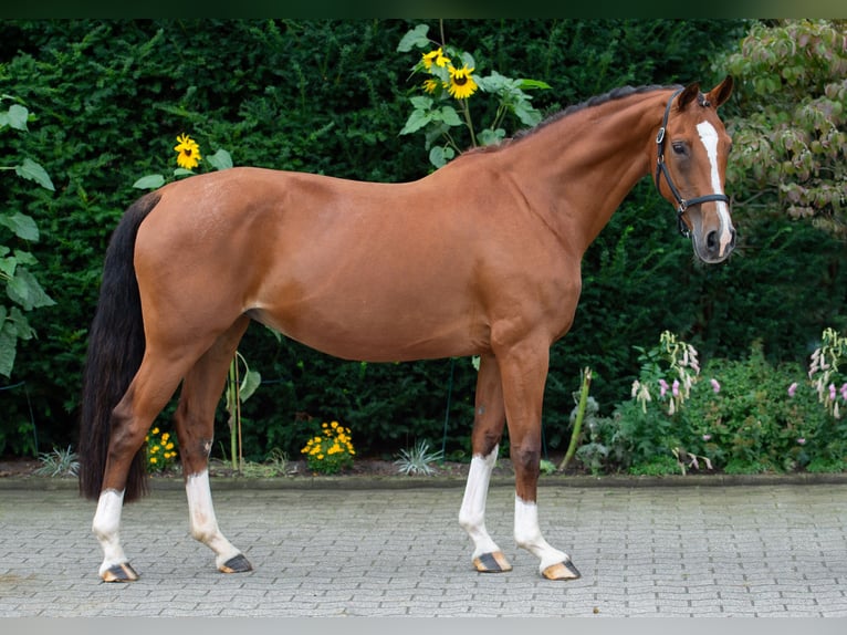 Koń oldenburski Klacz 15 lat 165 cm Gniada in Damme