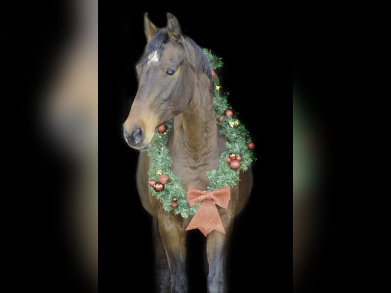 Koń oldenburski Klacz 15 lat 165 cm Gniada in Warin