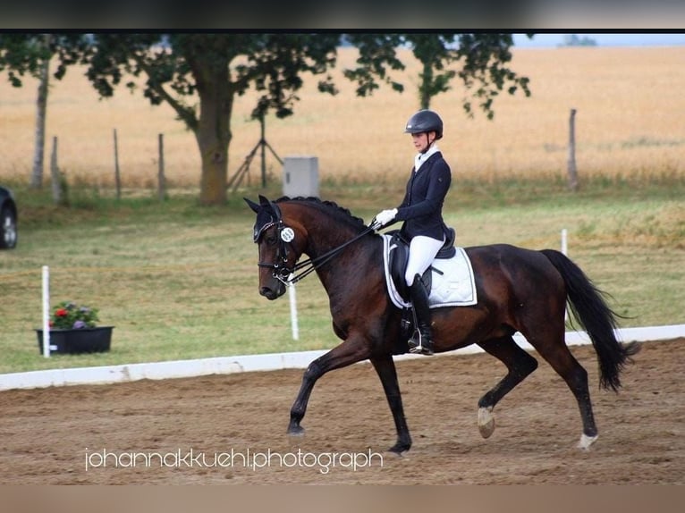 Koń oldenburski Klacz 15 lat 168 cm Ciemnogniada in Hannover