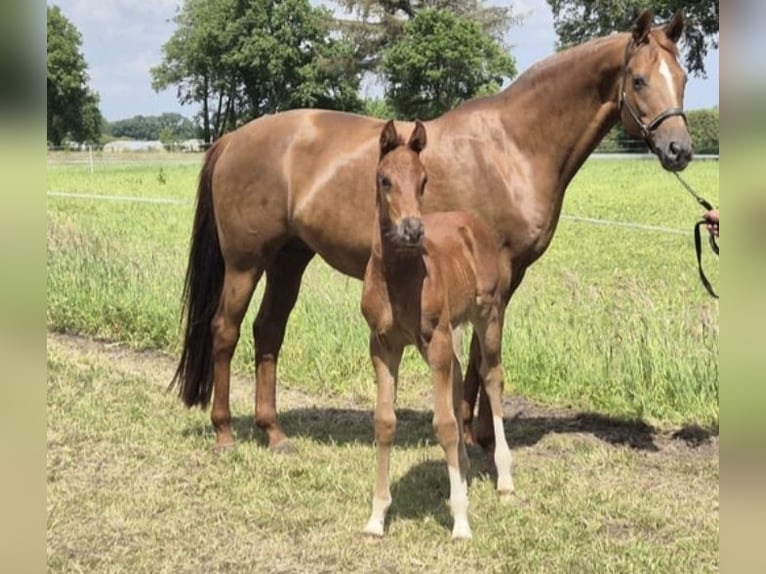 Koń oldenburski Klacz 15 lat 168 cm Ciemnokasztanowata in Westerstede