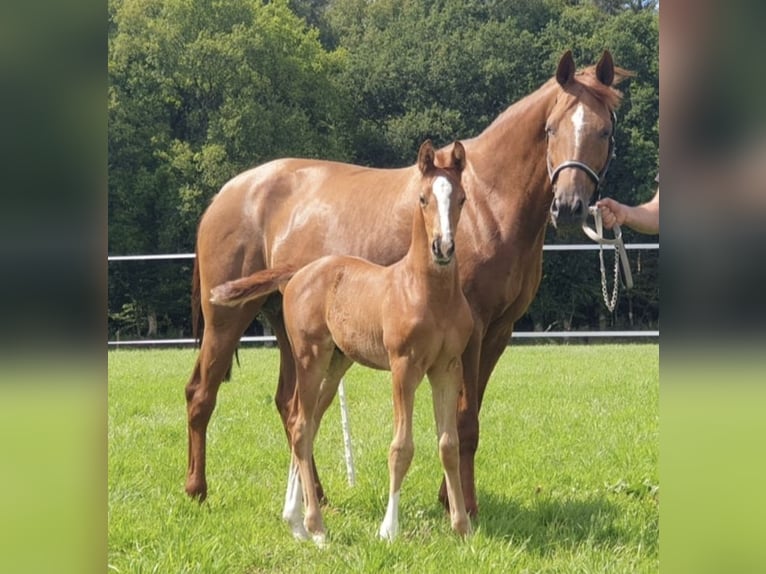 Koń oldenburski Klacz 15 lat 168 cm Ciemnokasztanowata in Westerstede