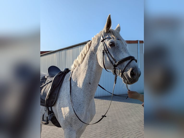 Koń oldenburski Klacz 15 lat 169 cm Siwa w hreczce in Hesel
