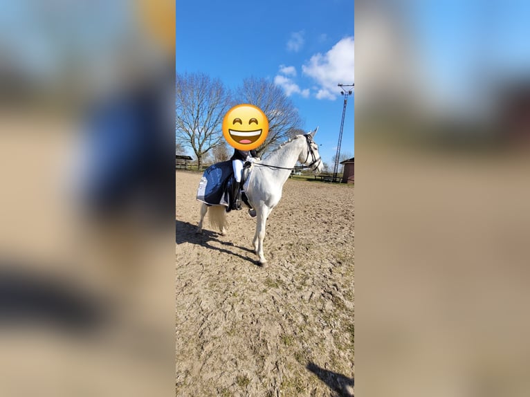 Koń oldenburski Klacz 15 lat 169 cm Siwa w hreczce in Hesel