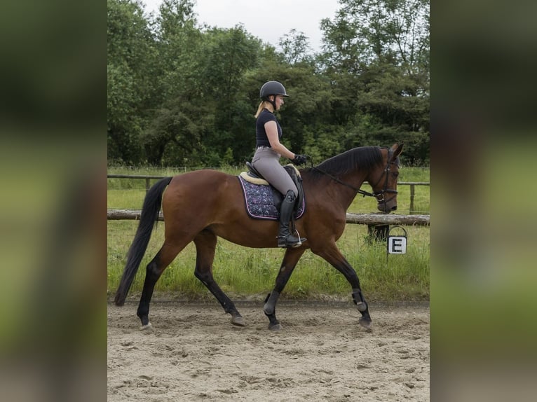 Koń oldenburski Klacz 15 lat 170 cm Gniada in Bremerhaven