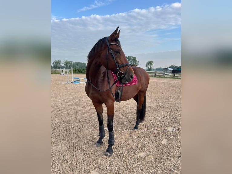 Koń oldenburski Klacz 15 lat 170 cm Gniada in Bremerhaven