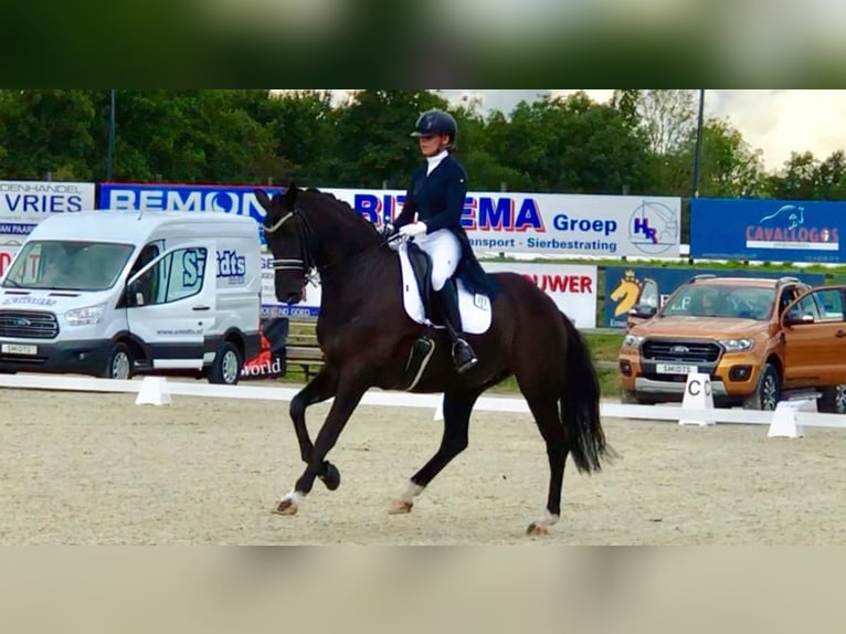 Koń oldenburski Klacz 15 lat 170 cm Skarogniada in Hemrik