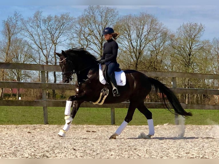 Koń oldenburski Klacz 15 lat 170 cm Skarogniada in Hemrik