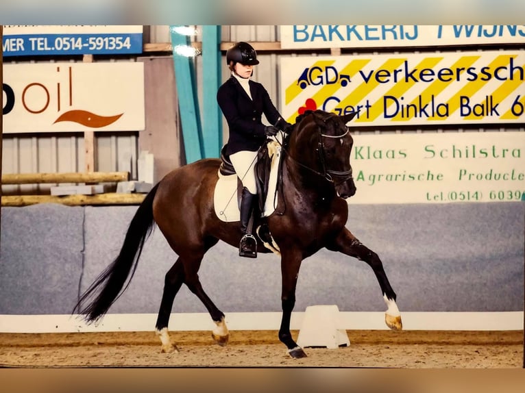 Koń oldenburski Klacz 15 lat 170 cm Skarogniada in Hemrik