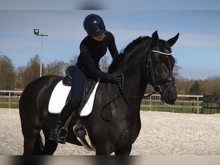 Koń oldenburski Klacz 15 lat 170 cm Skarogniada in Hemrik