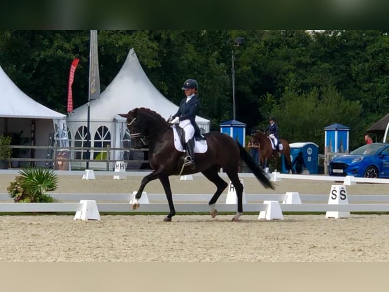 Koń oldenburski Klacz 15 lat 170 cm Skarogniada in Hemrik