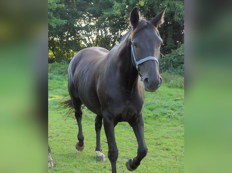 Koń oldenburski Klacz 15 lat 172 cm Kara in Lastrup