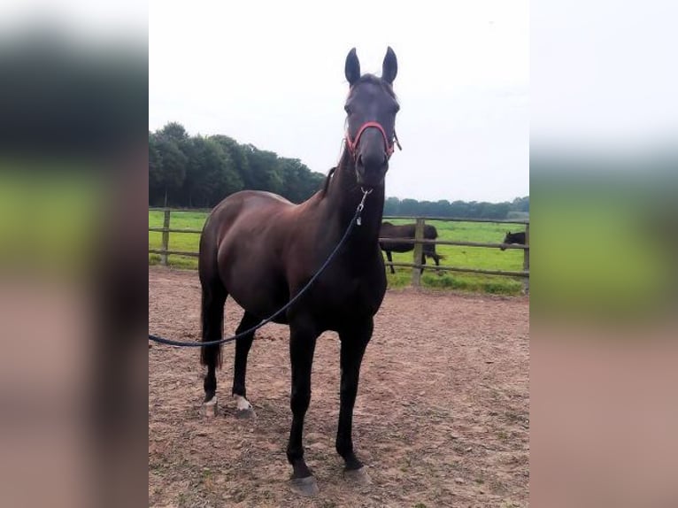 Koń oldenburski Klacz 15 lat 172 cm Kara in Lastrup