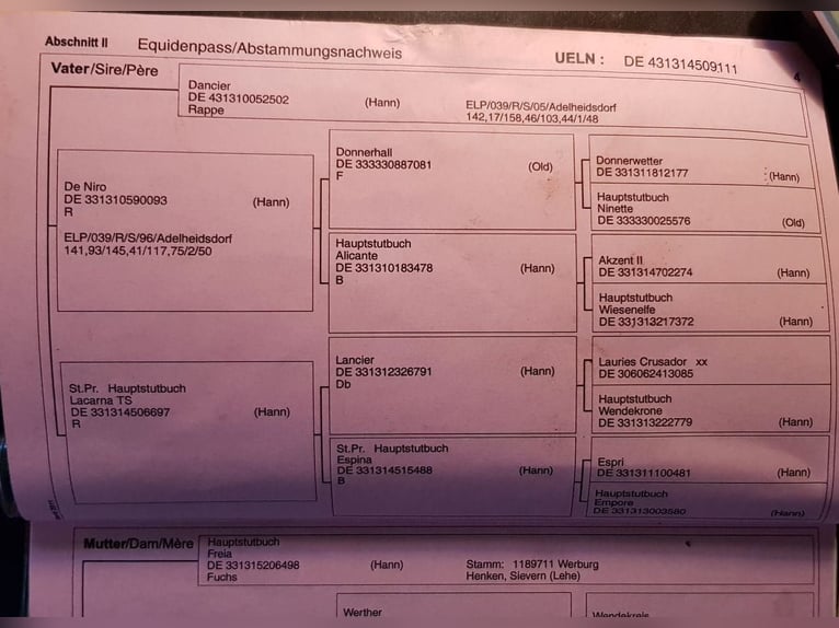 Koń oldenburski Klacz 15 lat 172 cm Kara in Lastrup
