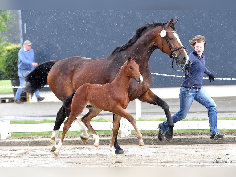 Koń oldenburski Klacz 15 lat 173 cm Ciemnogniada in Damme