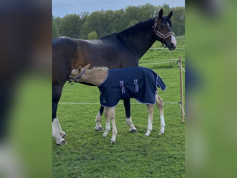 Koń oldenburski Klacz 15 lat 174 cm Ciemnogniada in Norderstedt