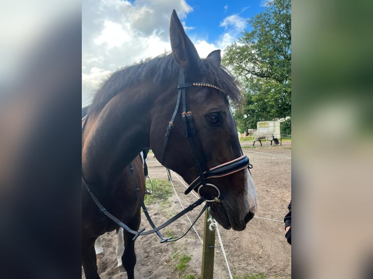 Koń oldenburski Klacz 15 lat 174 cm Ciemnogniada in Norderstedt