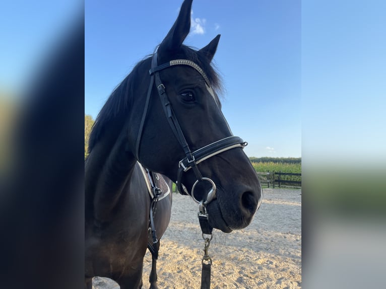 Koń oldenburski Klacz 15 lat 175 cm Skarogniada in Elim