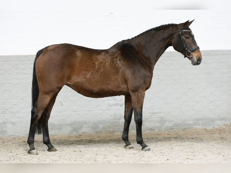 Koń oldenburski Klacz 16 lat 163 cm Gniada in Heerde