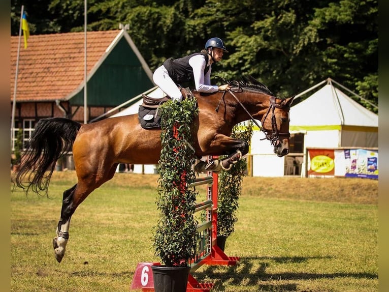 Koń oldenburski Klacz 16 lat 165 cm Gniada in Salzbergen