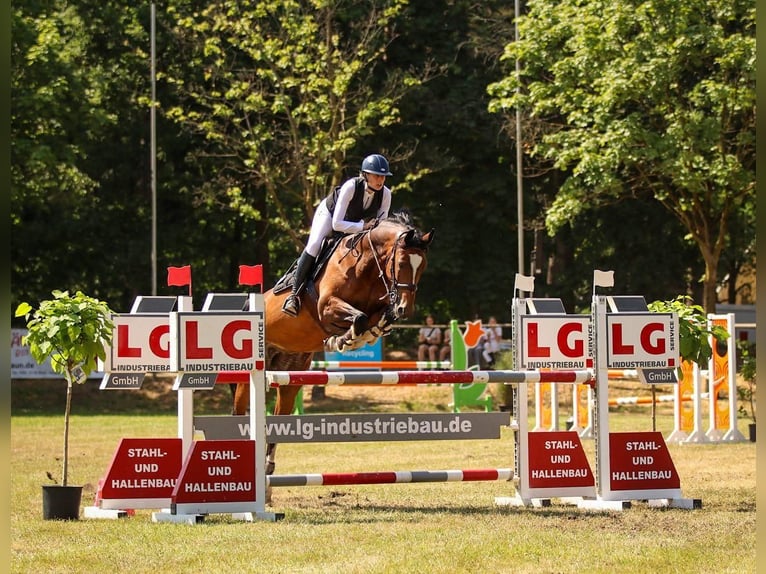 Koń oldenburski Klacz 16 lat 165 cm Gniada in Salzbergen