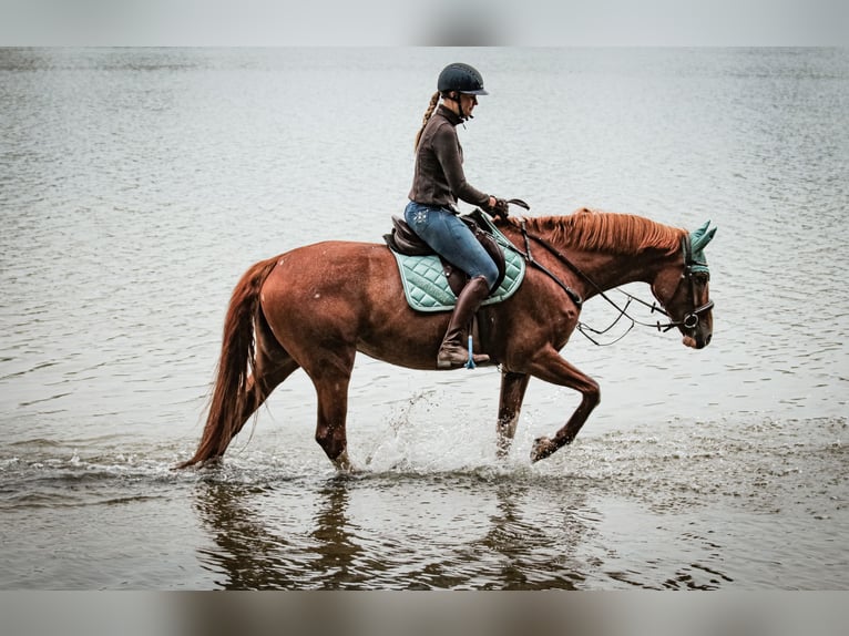 Koń oldenburski Klacz 16 lat 165 cm Kasztanowata in Bremen