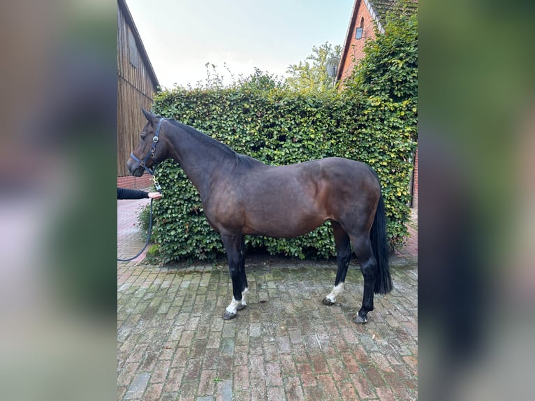 Koń oldenburski Klacz 16 lat 166 cm Ciemnogniada in Vechta