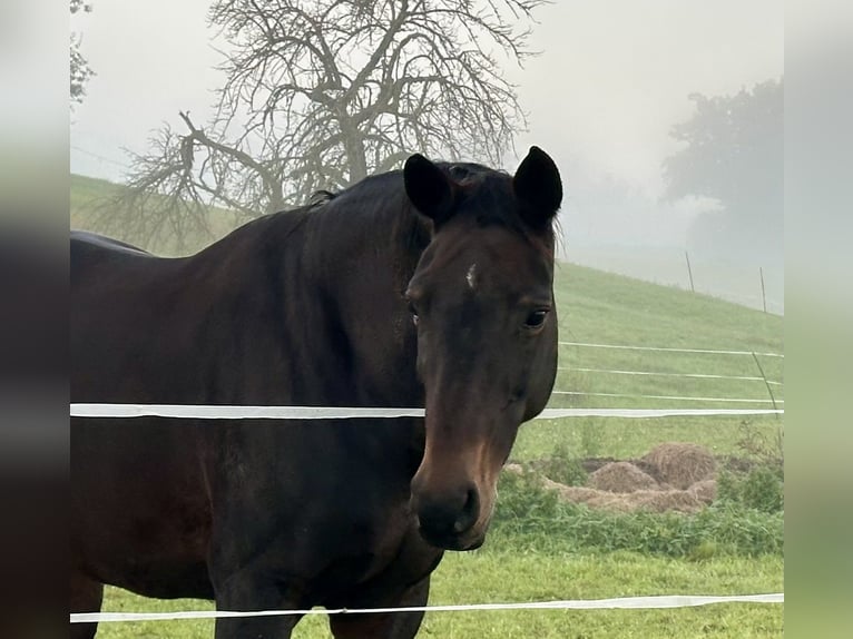 Koń oldenburski Klacz 16 lat 168 cm Ciemnogniada in Mühlacker