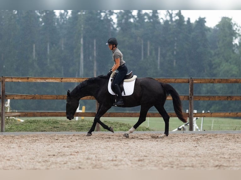 Koń oldenburski Klacz 16 lat 168 cm Kara in Hinteregg