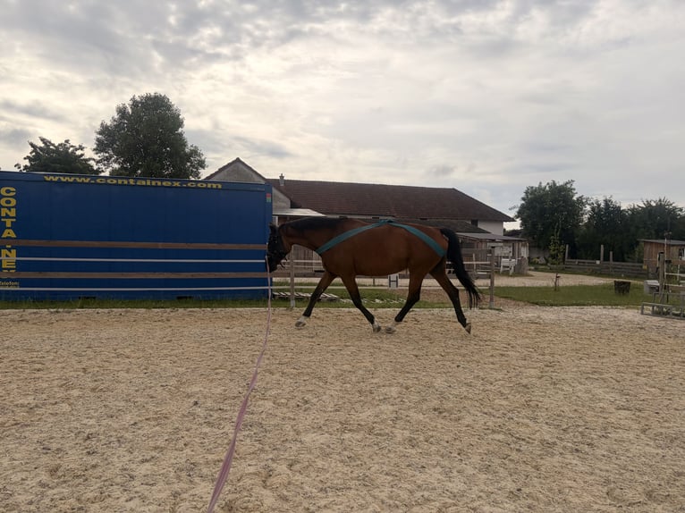 Koń oldenburski Klacz 16 lat 170 cm Gniada in Asten