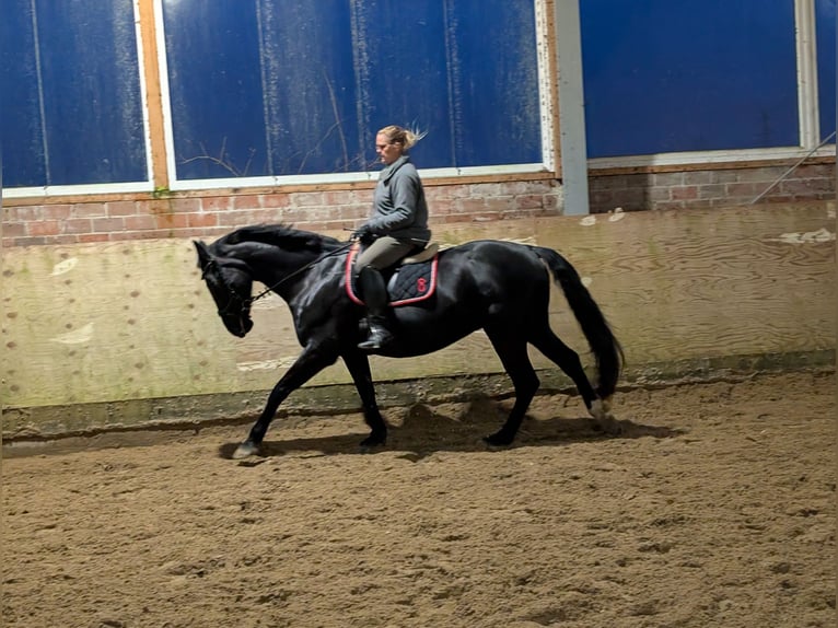 Koń oldenburski Klacz 16 lat 170 cm Kara in Schwanewede