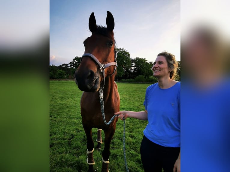 Koń oldenburski Klacz 16 lat Gniada in Bramsche