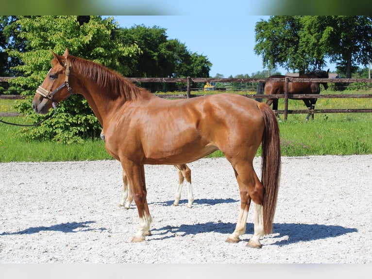 Koń oldenburski Klacz 16 lat Kasztanowata in Rocherath Koń oldenburski Klacz 16 lat Kasztanowata in Rocherath