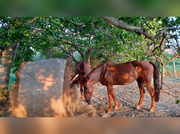 Koń oldenburski Klacz 16 lat Kasztanowata in Sankt Margarethen im Burgenland