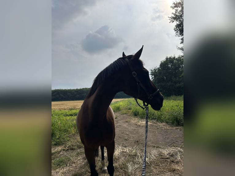 Koń oldenburski Klacz 17 lat 157 cm Gniada in Dortmund