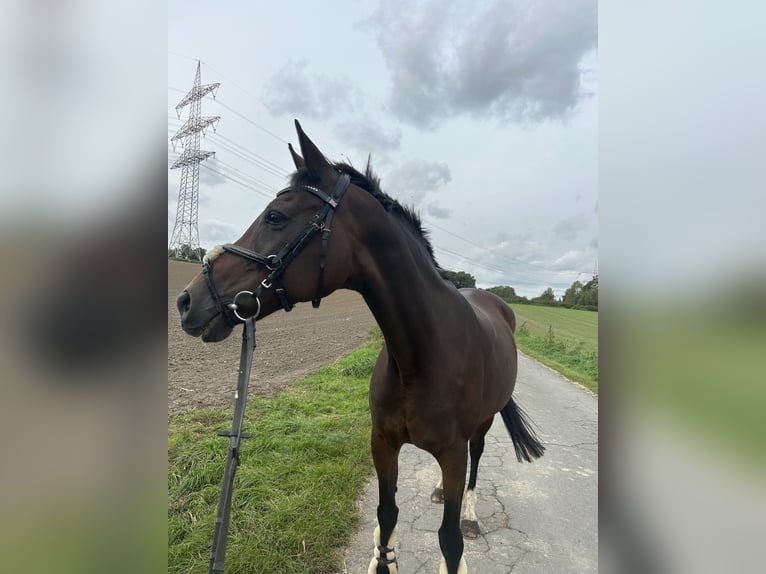 Koń oldenburski Klacz 17 lat 157 cm Gniada in Dortmund