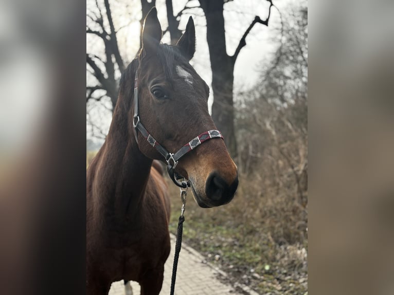 Koń oldenburski Klacz 17 lat 164 cm Gniada in Calbe