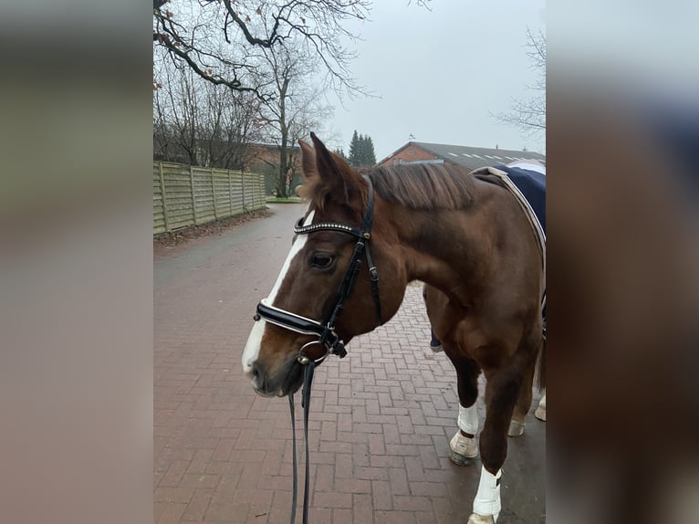 Koń oldenburski Klacz 17 lat 165 cm Ciemnokasztanowata in Bargfeld-Stegen