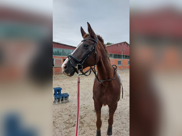 Koń oldenburski Klacz 17 lat 165 cm Ciemnokasztanowata in Bargfeld-Stegen