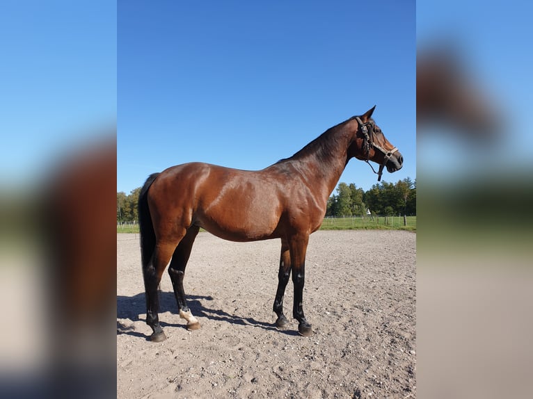 Koń oldenburski Klacz 17 lat 167 cm Gniada in Finsing