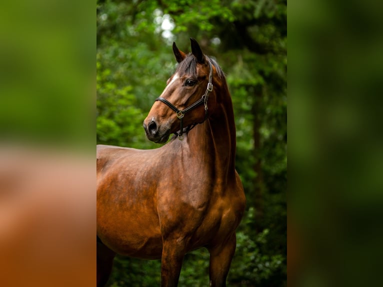 Koń oldenburski Klacz 17 lat 168 cm Ciemnogniada in L&#xF6;ningen