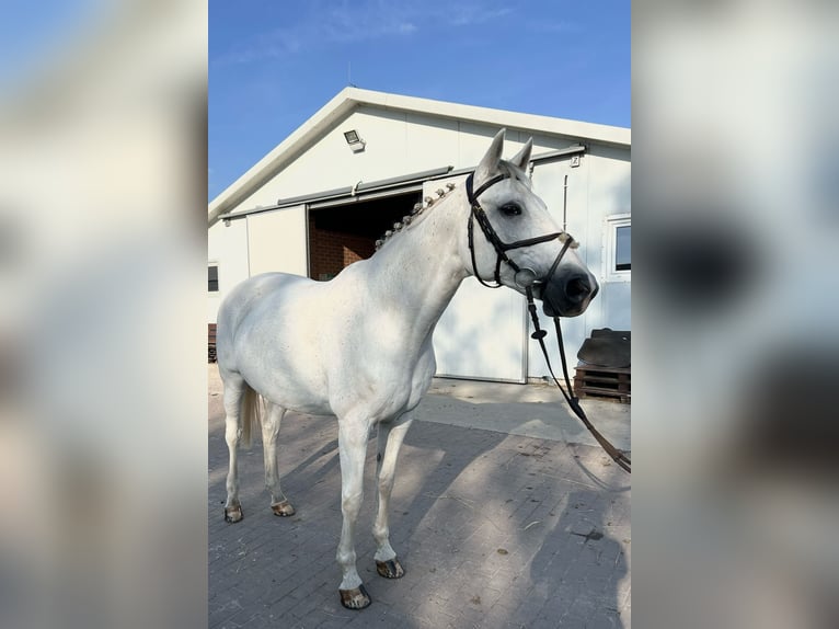 Koń oldenburski Klacz 17 lat 169 cm Biała in Rzeplin