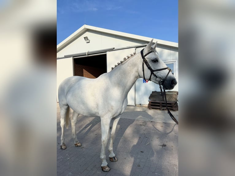 Koń oldenburski Klacz 17 lat 169 cm Biała in Rzeplin