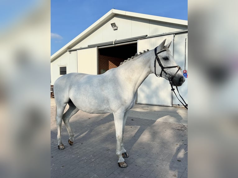 Koń oldenburski Klacz 17 lat 169 cm Biała in Rzeplin