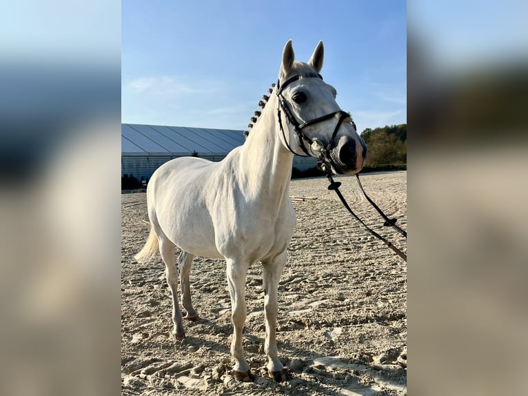 Koń oldenburski Klacz 17 lat 169 cm Biała in Rzeplin