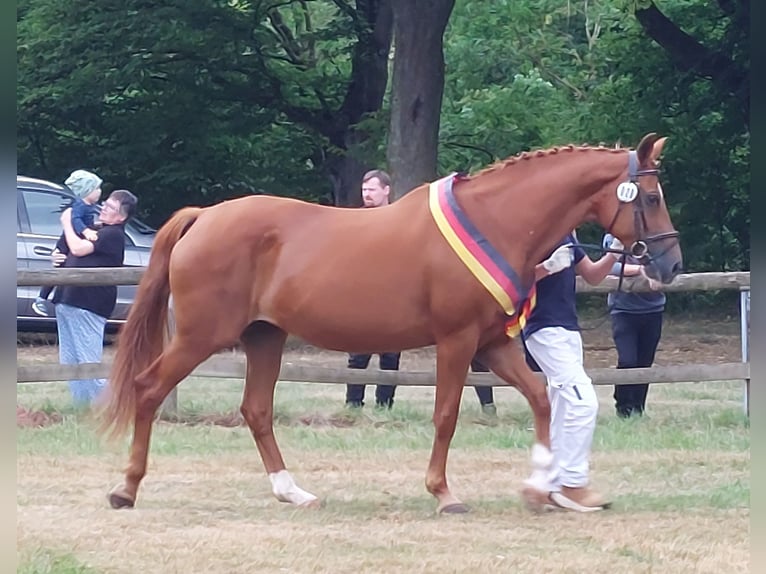 Koń oldenburski Klacz 17 lat 169 cm Kasztanowata in Naila