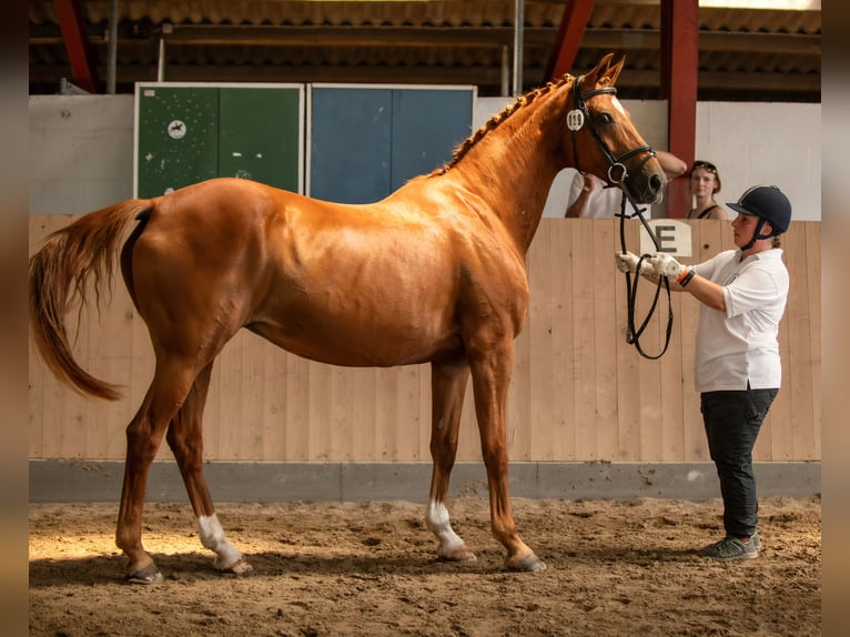 Koń oldenburski Klacz 17 lat 169 cm Kasztanowata in Naila