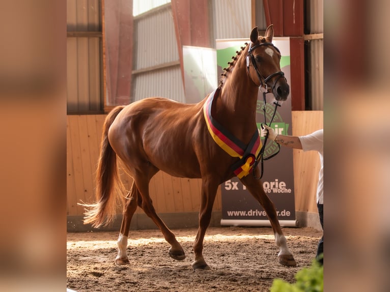 Koń oldenburski Klacz 17 lat 169 cm Kasztanowata in Naila