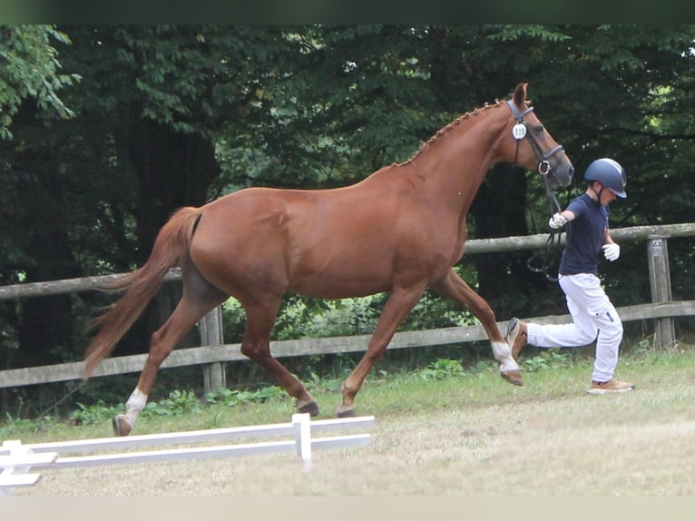 Koń oldenburski Klacz 17 lat 169 cm Kasztanowata in Naila