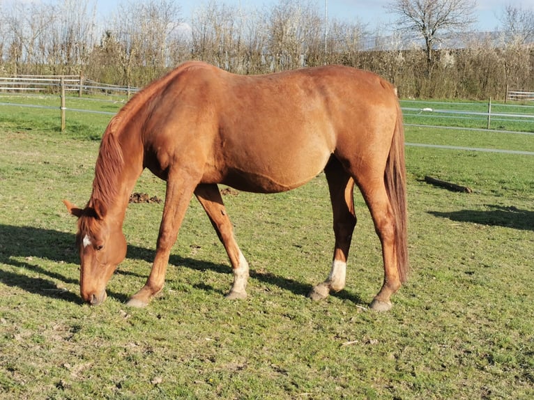 Koń oldenburski Klacz 17 lat 172 cm Kasztanowata in Eberdingen